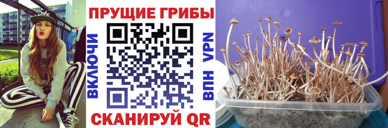 Псилоцибиновые грибы Psilocybe  Таганрог 