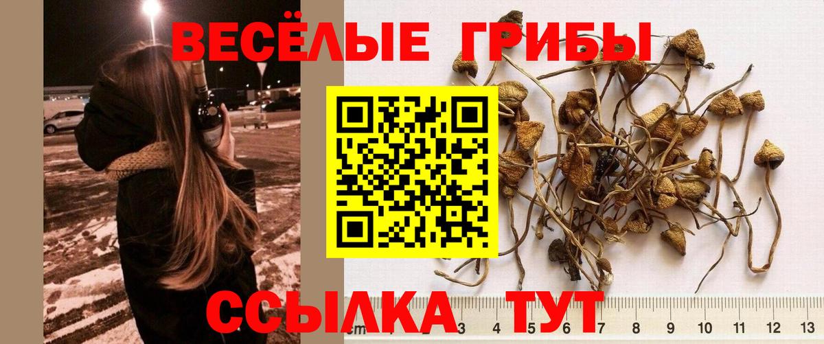 Галлюциногенные грибы прущие грибы Таганрог